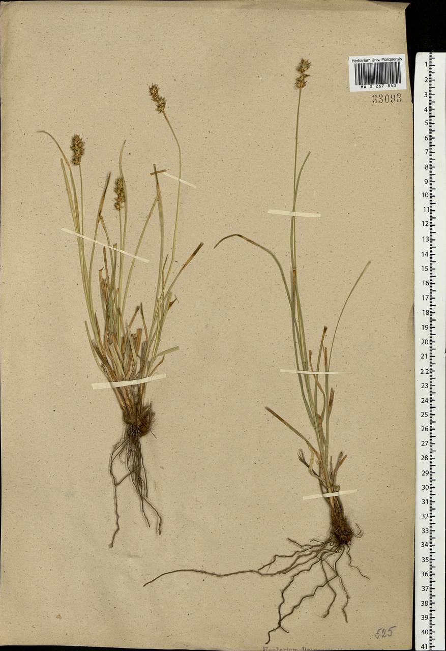 Carex spicata subsp. spicata, Eastern Europe, Central forest region (E5) (Russia)