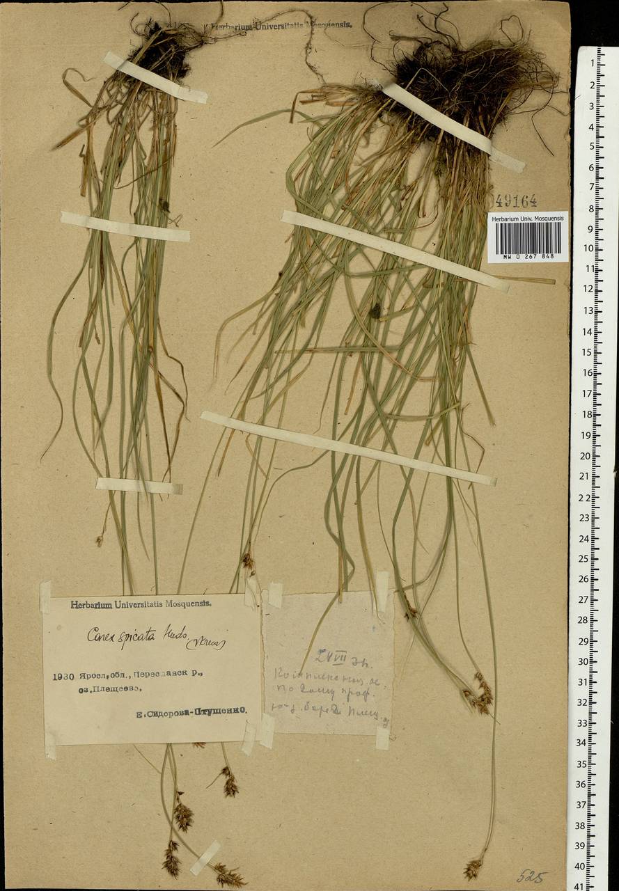 Carex spicata subsp. spicata, Eastern Europe, Central forest region (E5) (Russia)