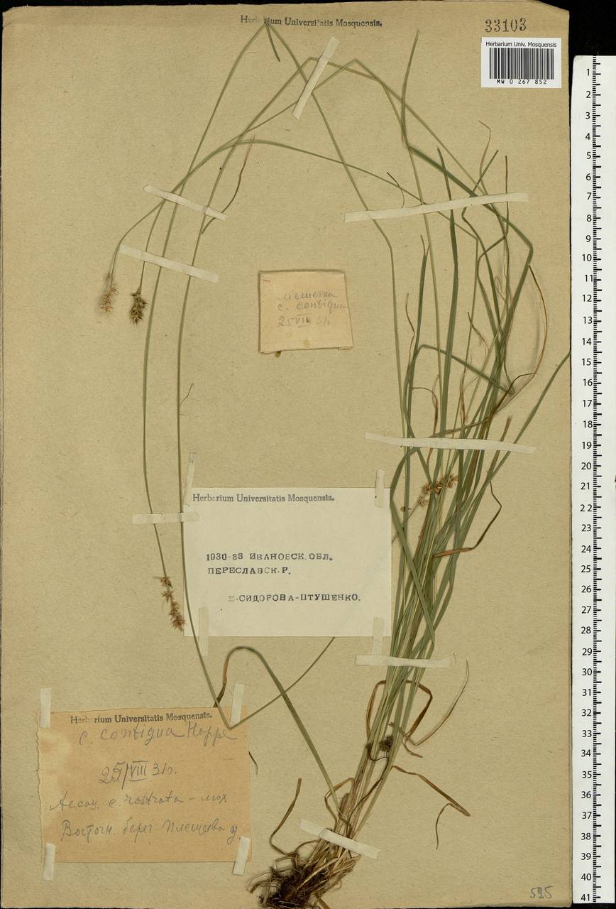 Carex spicata subsp. spicata, Eastern Europe, Central forest region (E5) (Russia)