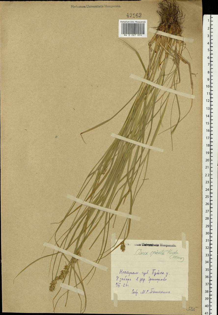Carex spicata subsp. spicata, Eastern Europe, Central forest region (E5) (Russia)