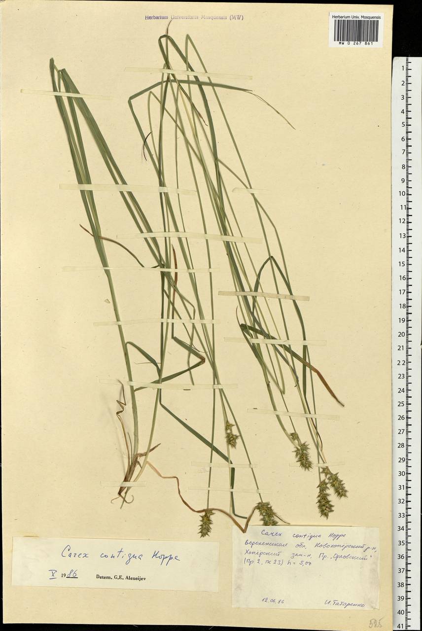 Carex spicata subsp. spicata, Eastern Europe, Central forest-and-steppe region (E6) (Russia)