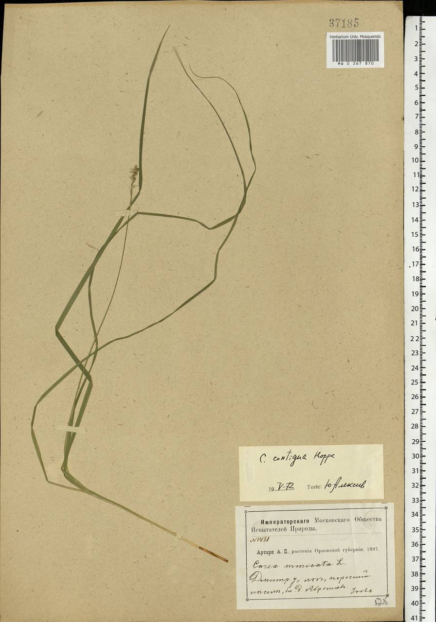 Carex spicata subsp. spicata, Eastern Europe, Central forest-and-steppe region (E6) (Russia)