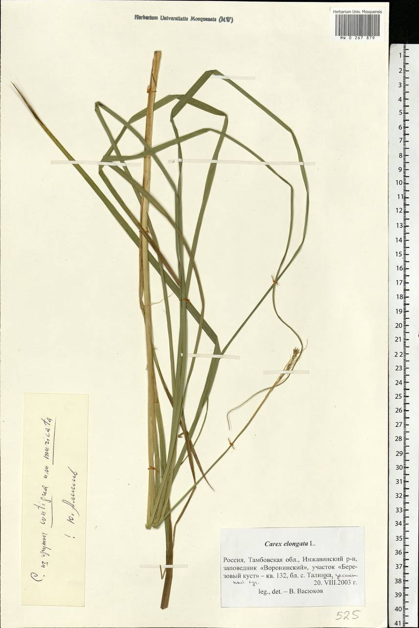Carex spicata subsp. spicata, Eastern Europe, Central forest-and-steppe region (E6) (Russia)