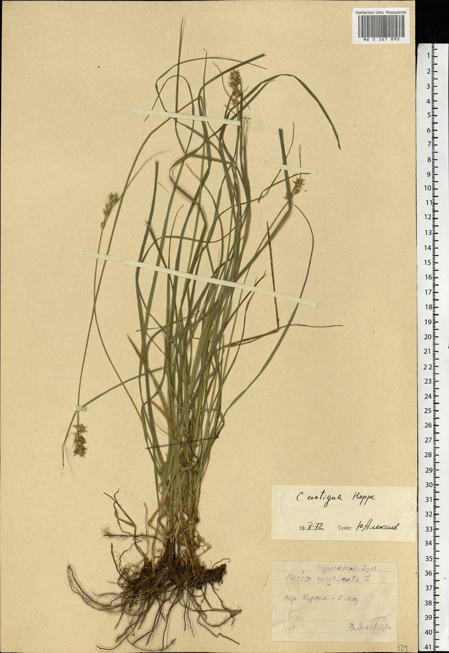 Carex spicata subsp. spicata, Eastern Europe, Central forest-and-steppe region (E6) (Russia)