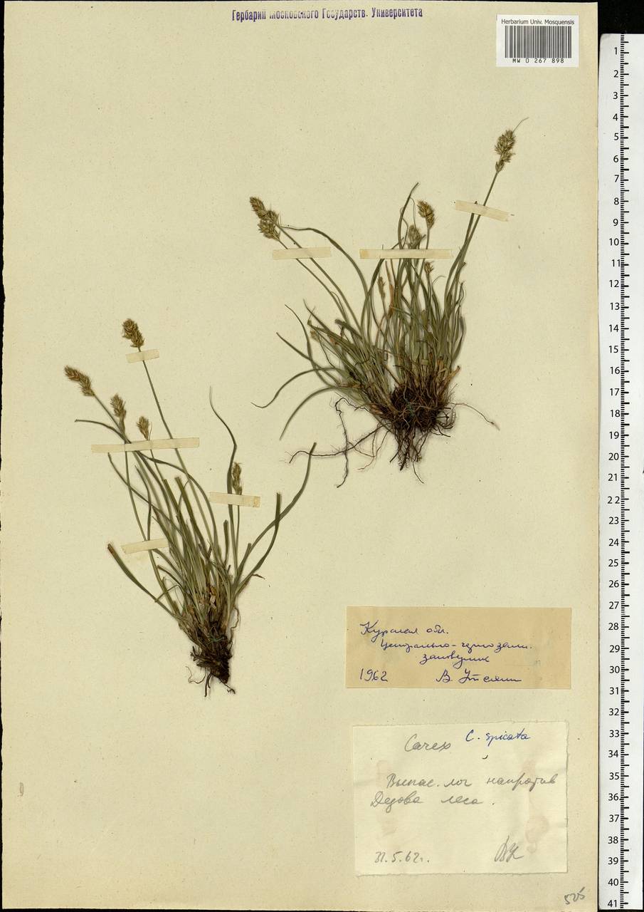 Carex spicata subsp. spicata, Eastern Europe, Central forest-and-steppe region (E6) (Russia)