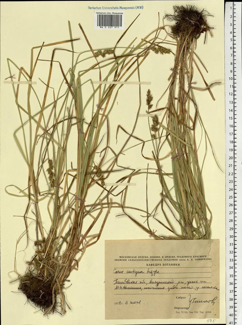 Carex spicata subsp. spicata, Eastern Europe, Central forest-and-steppe region (E6) (Russia)