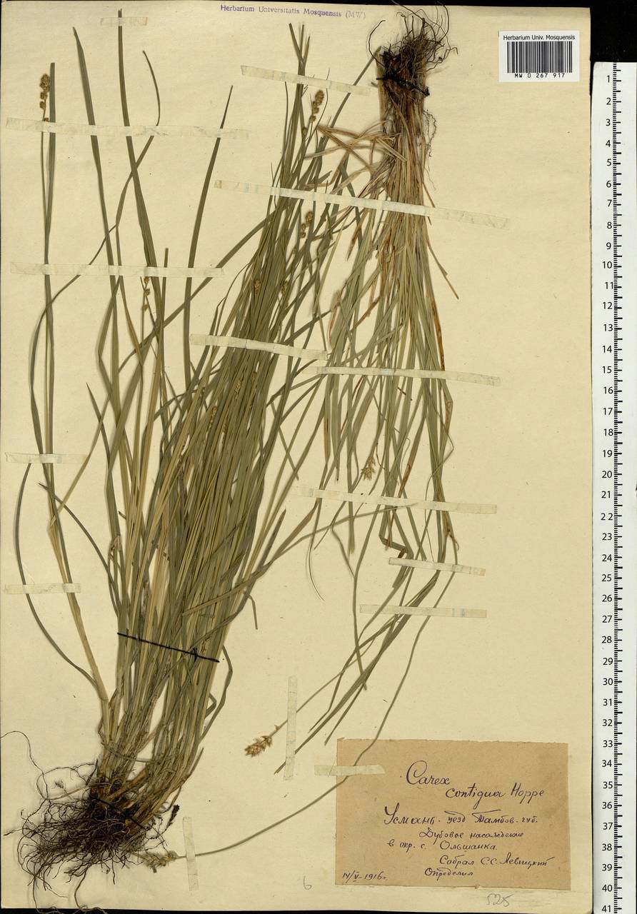 Carex spicata subsp. spicata, Eastern Europe, Central forest-and-steppe region (E6) (Russia)