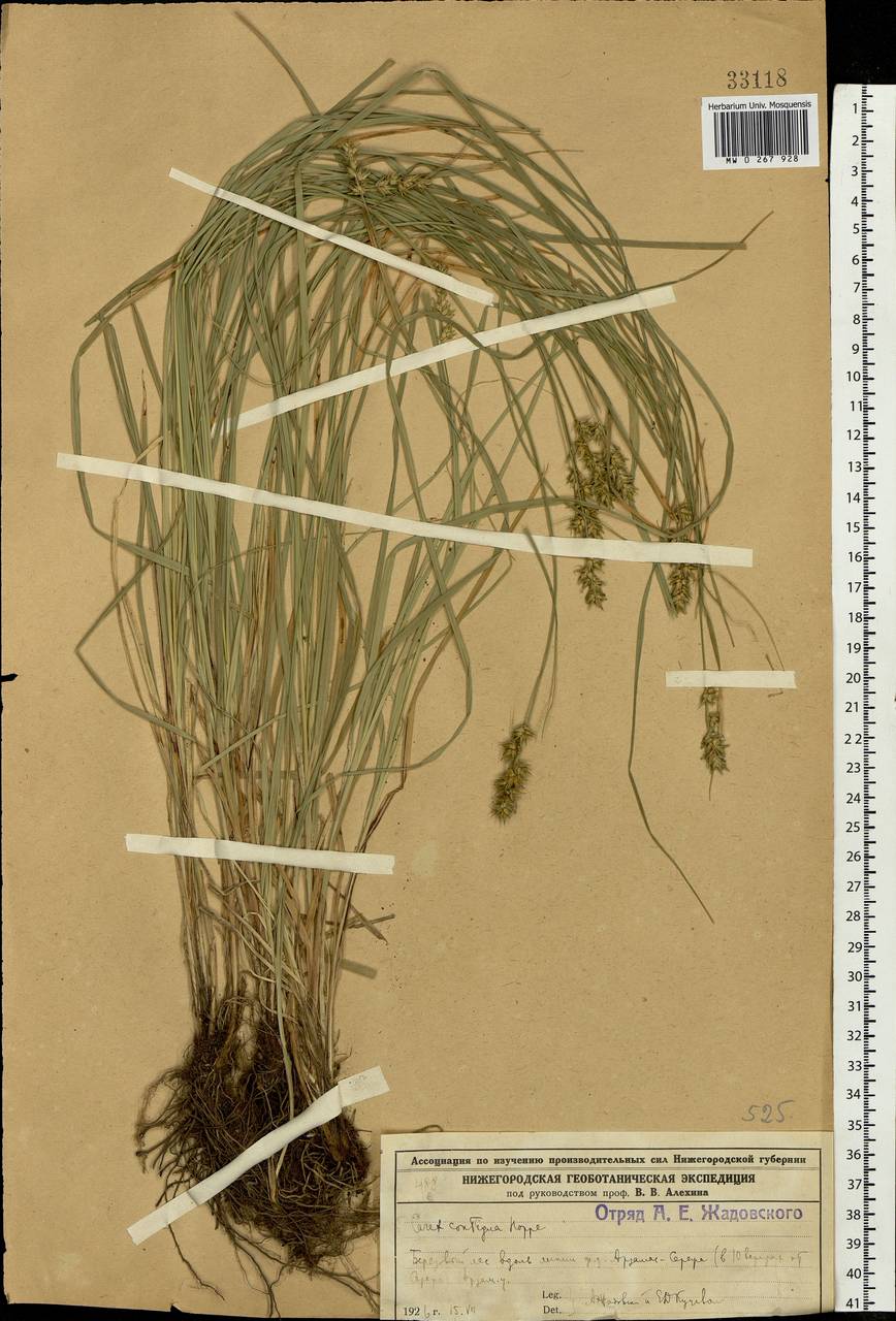 Carex spicata subsp. spicata, Eastern Europe, Volga-Kama region (E7) (Russia)