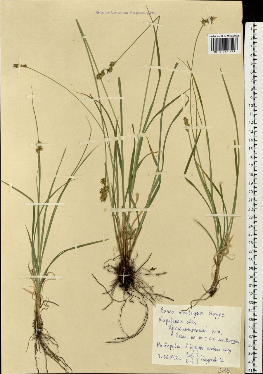 Carex spicata subsp. spicata, Eastern Europe, Volga-Kama region (E7) (Russia)