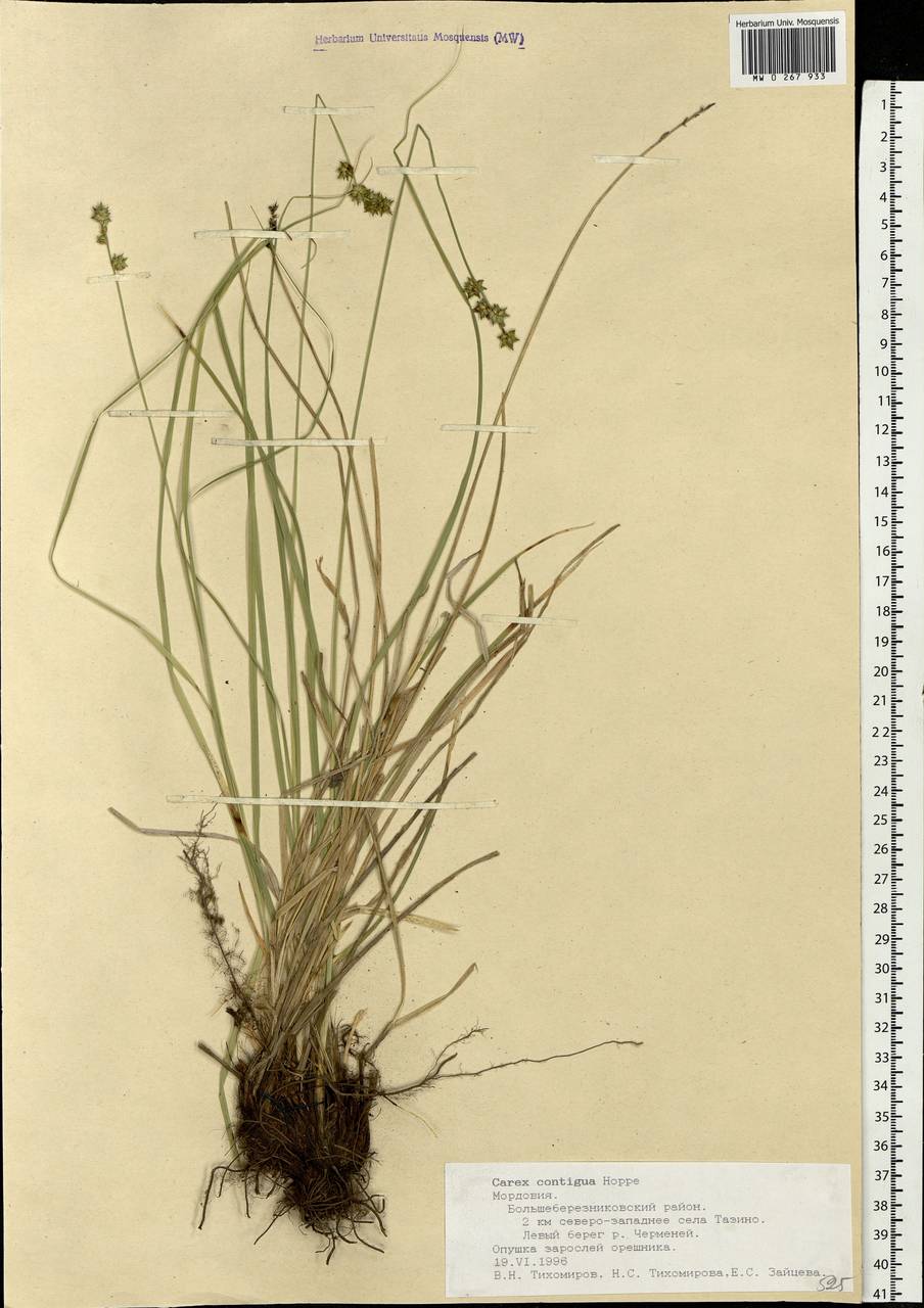 Carex spicata subsp. spicata, Eastern Europe, Middle Volga region (E8) (Russia)