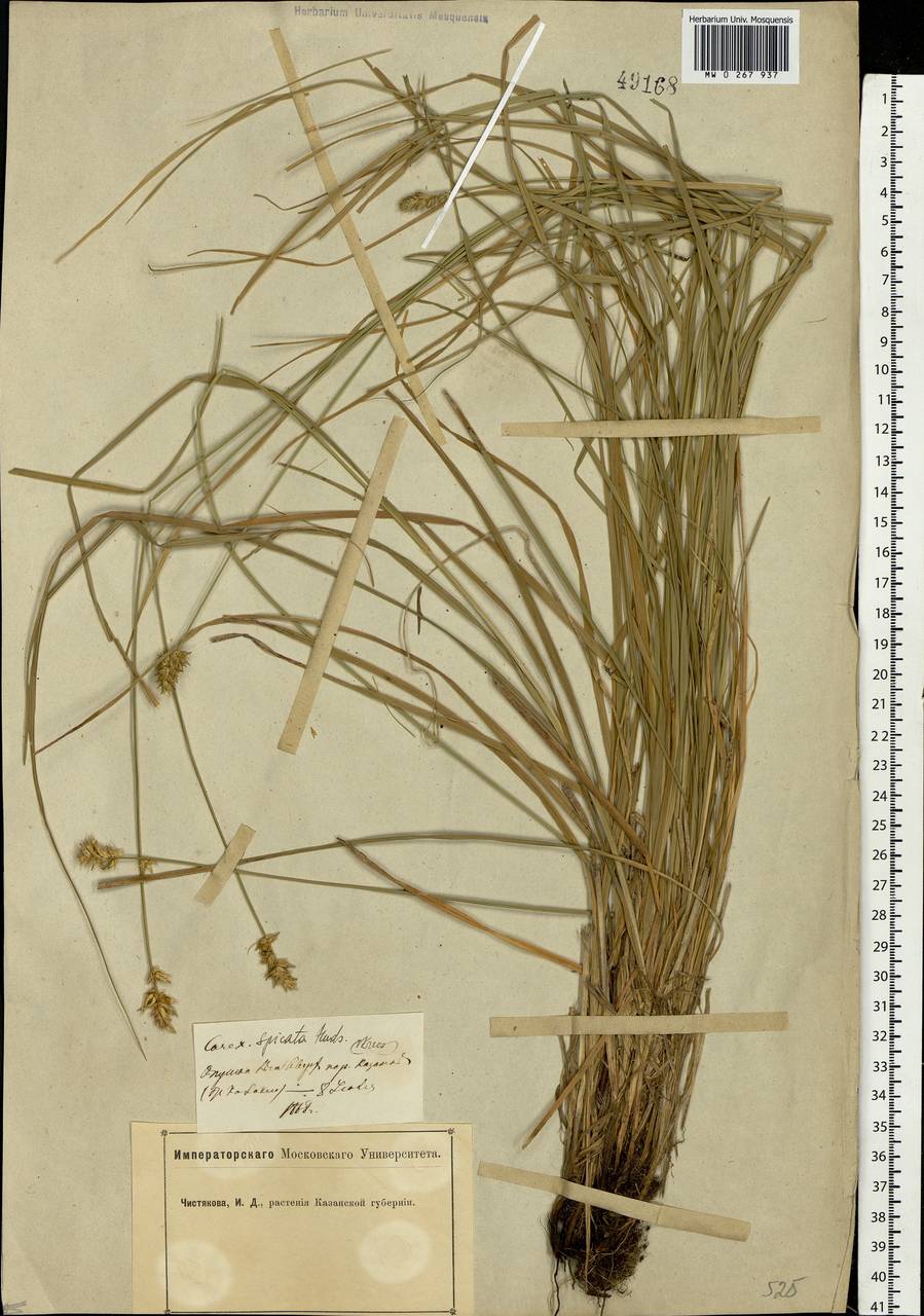 Carex spicata subsp. spicata, Eastern Europe, Middle Volga region (E8) (Russia)