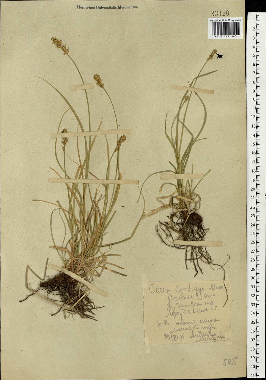 Carex spicata subsp. spicata, Eastern Europe, Middle Volga region (E8) (Russia)