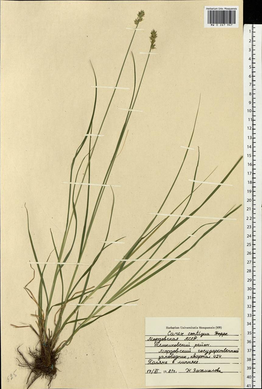 Carex spicata subsp. spicata, Eastern Europe, Middle Volga region (E8) (Russia)