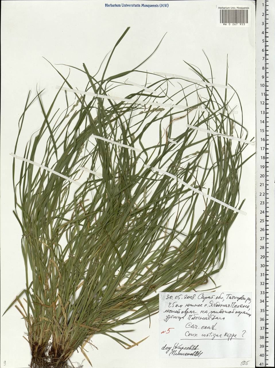Carex spicata subsp. spicata, Eastern Europe, Lower Volga region (E9) (Russia)