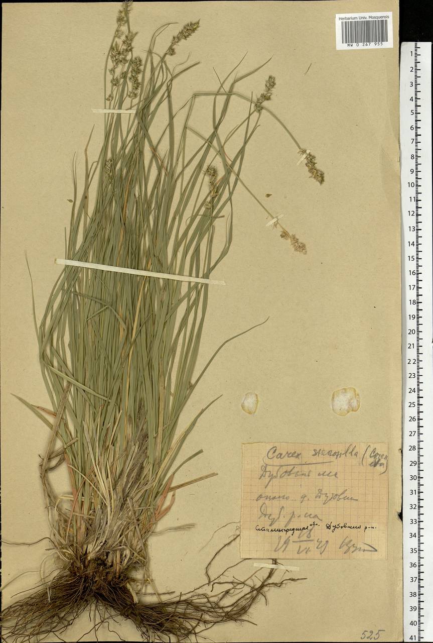 Carex spicata subsp. spicata, Eastern Europe, Lower Volga region (E9) (Russia)