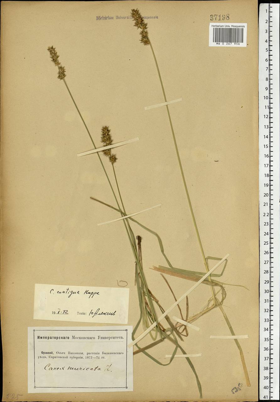 Carex spicata subsp. spicata, Eastern Europe, Lower Volga region (E9) (Russia)