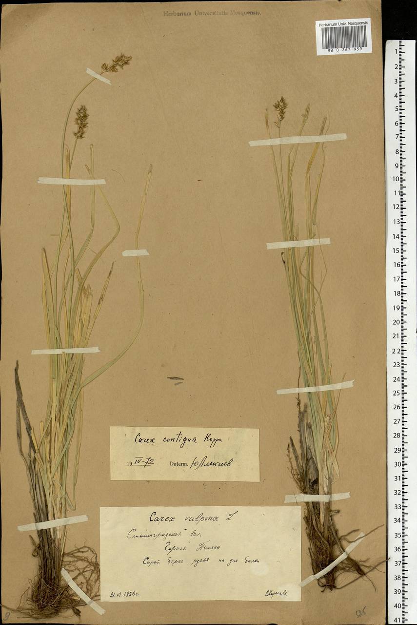 Carex spicata subsp. spicata, Eastern Europe, Lower Volga region (E9) (Russia)