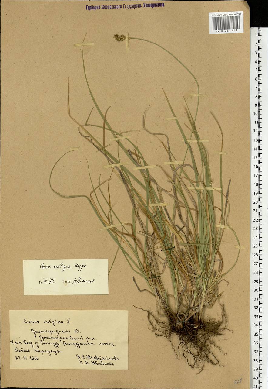 Carex spicata subsp. spicata, Eastern Europe, Lower Volga region (E9) (Russia)