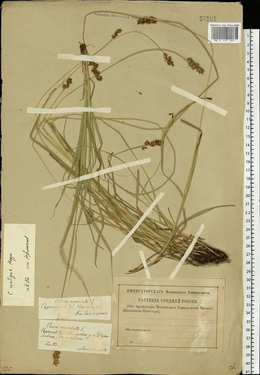 Carex spicata subsp. spicata, Eastern Europe, Lower Volga region (E9) (Russia)