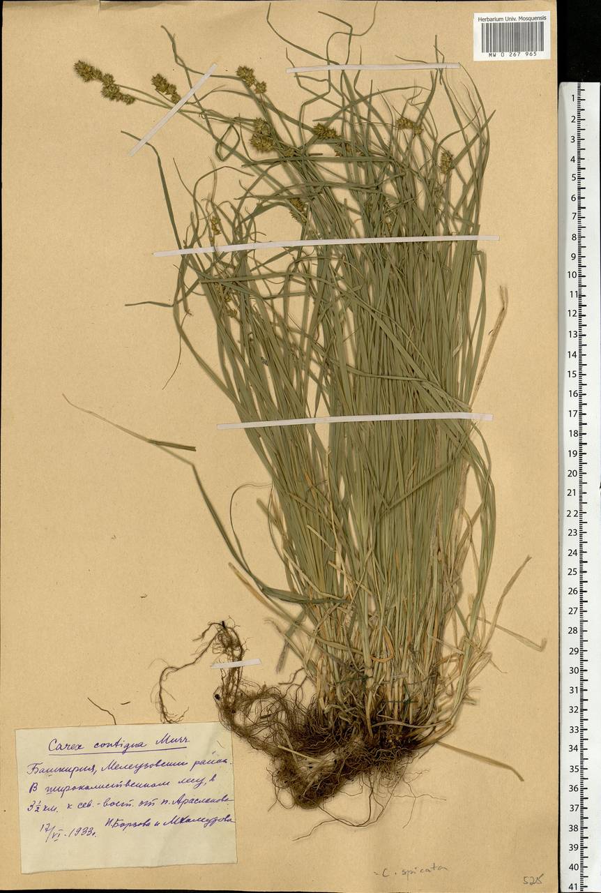 Carex spicata subsp. spicata, Eastern Europe, Eastern region (E10) (Russia)