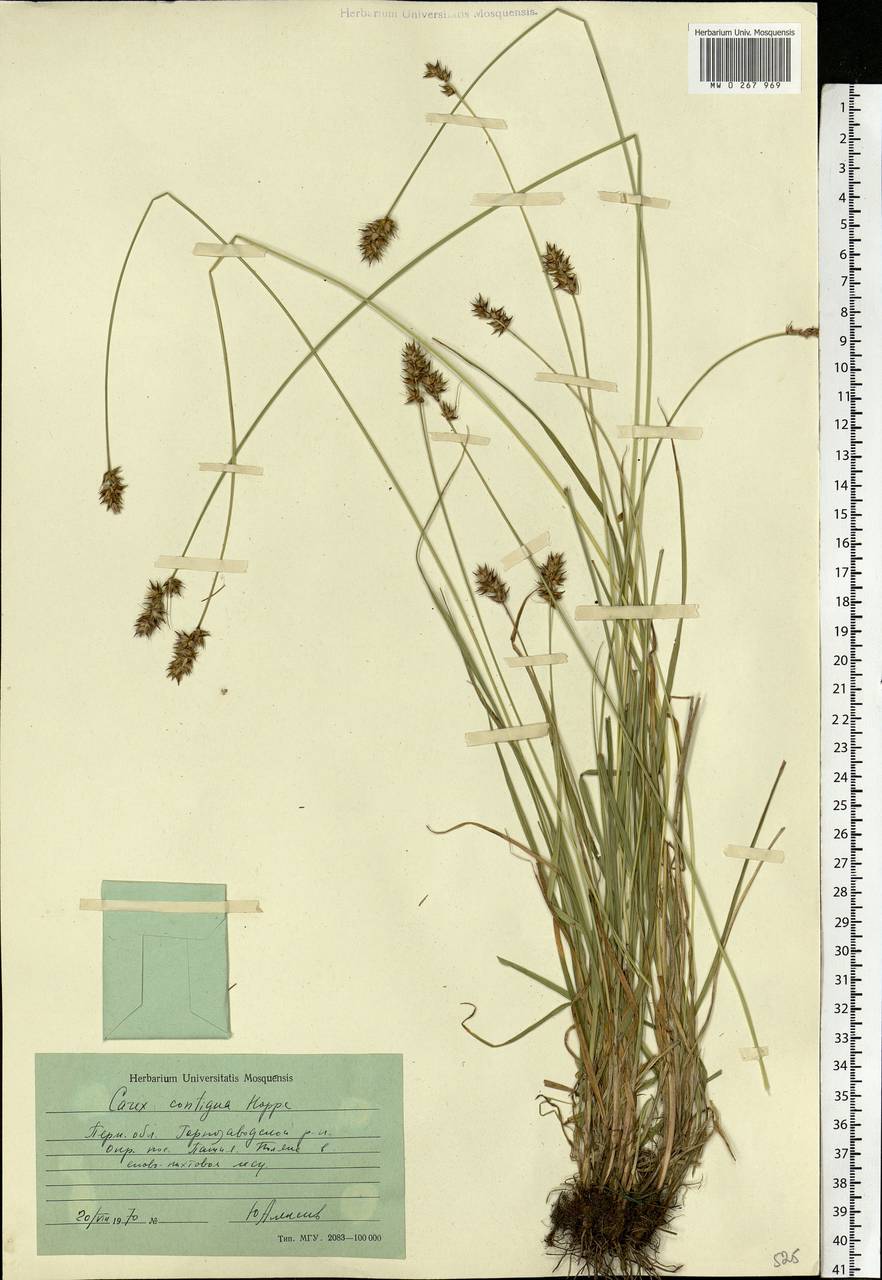 Carex spicata subsp. spicata, Eastern Europe, Eastern region (E10) (Russia)