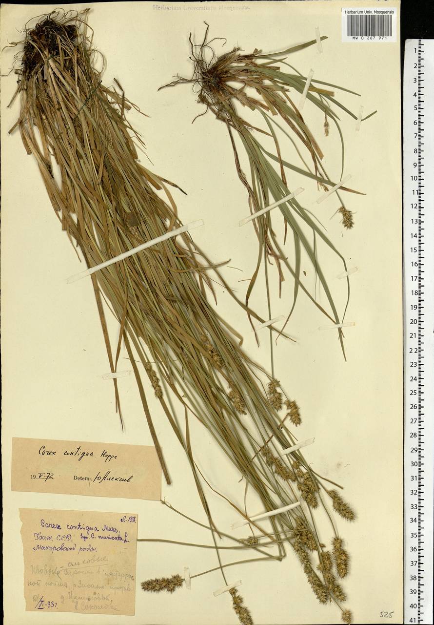 Carex spicata subsp. spicata, Eastern Europe, Eastern region (E10) (Russia)