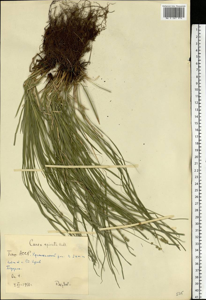 Carex spicata subsp. spicata, Eastern Europe, Eastern region (E10) (Russia)
