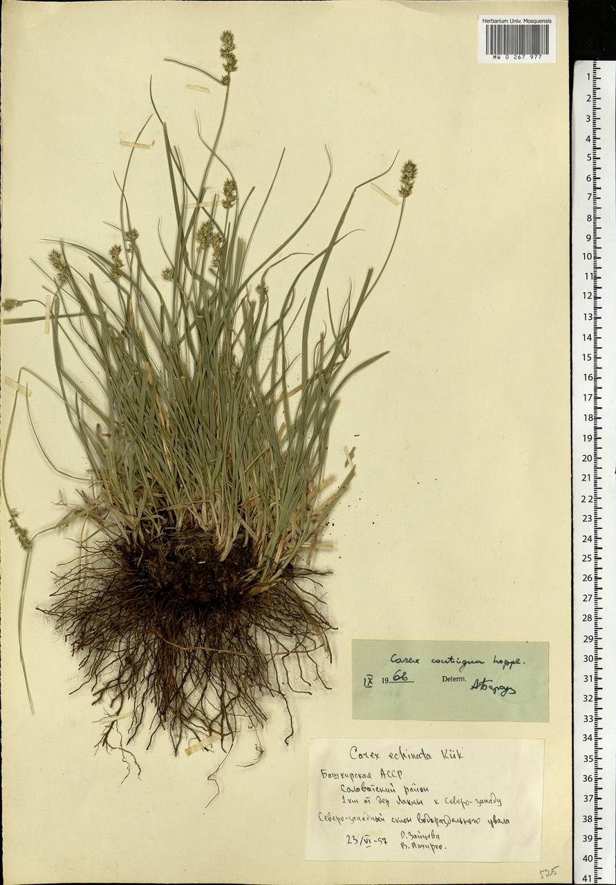 Carex spicata subsp. spicata, Eastern Europe, Eastern region (E10) (Russia)