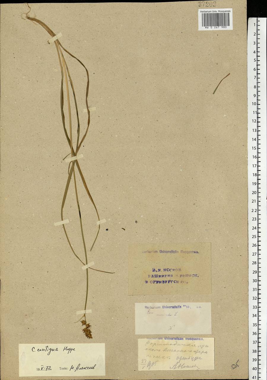 Carex spicata subsp. spicata, Eastern Europe, Eastern region (E10) (Russia)