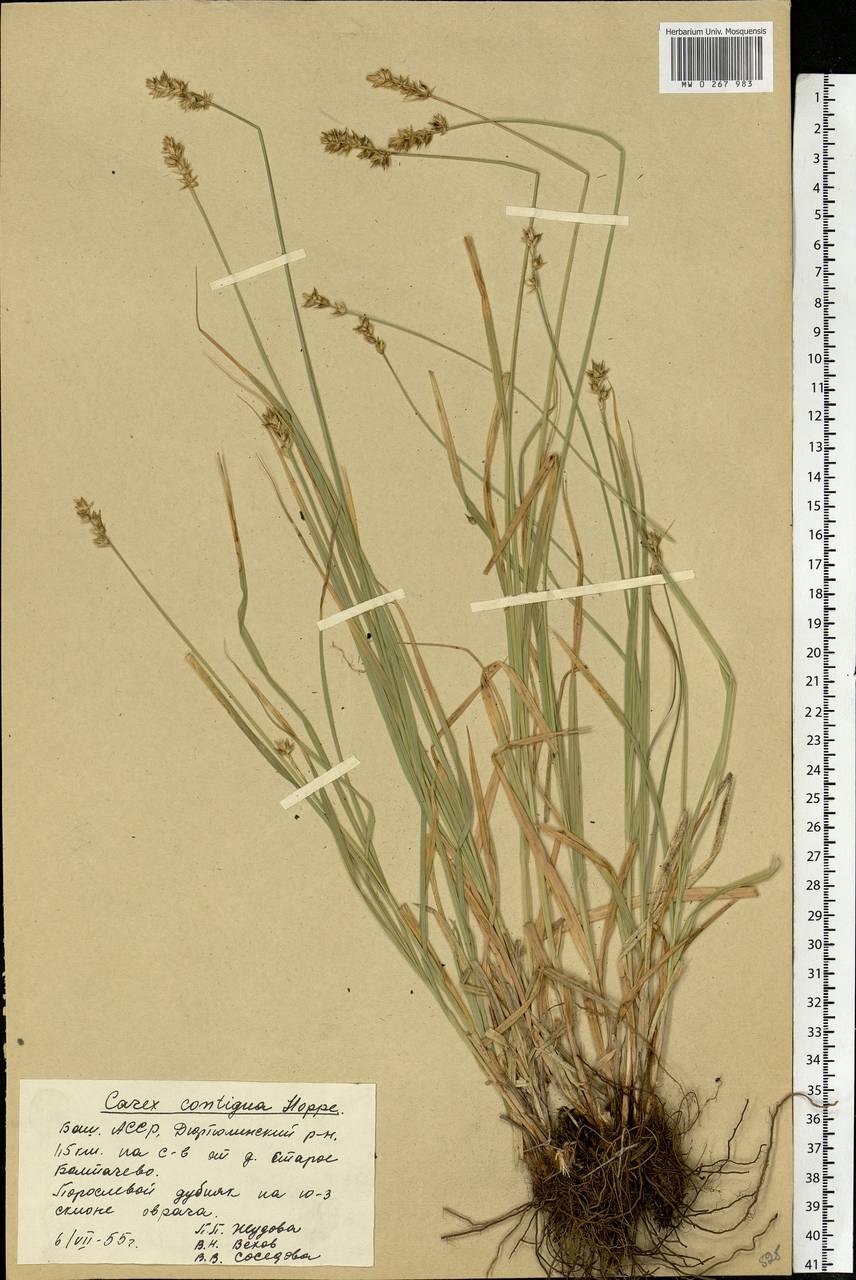 Carex spicata subsp. spicata, Eastern Europe, Eastern region (E10) (Russia)