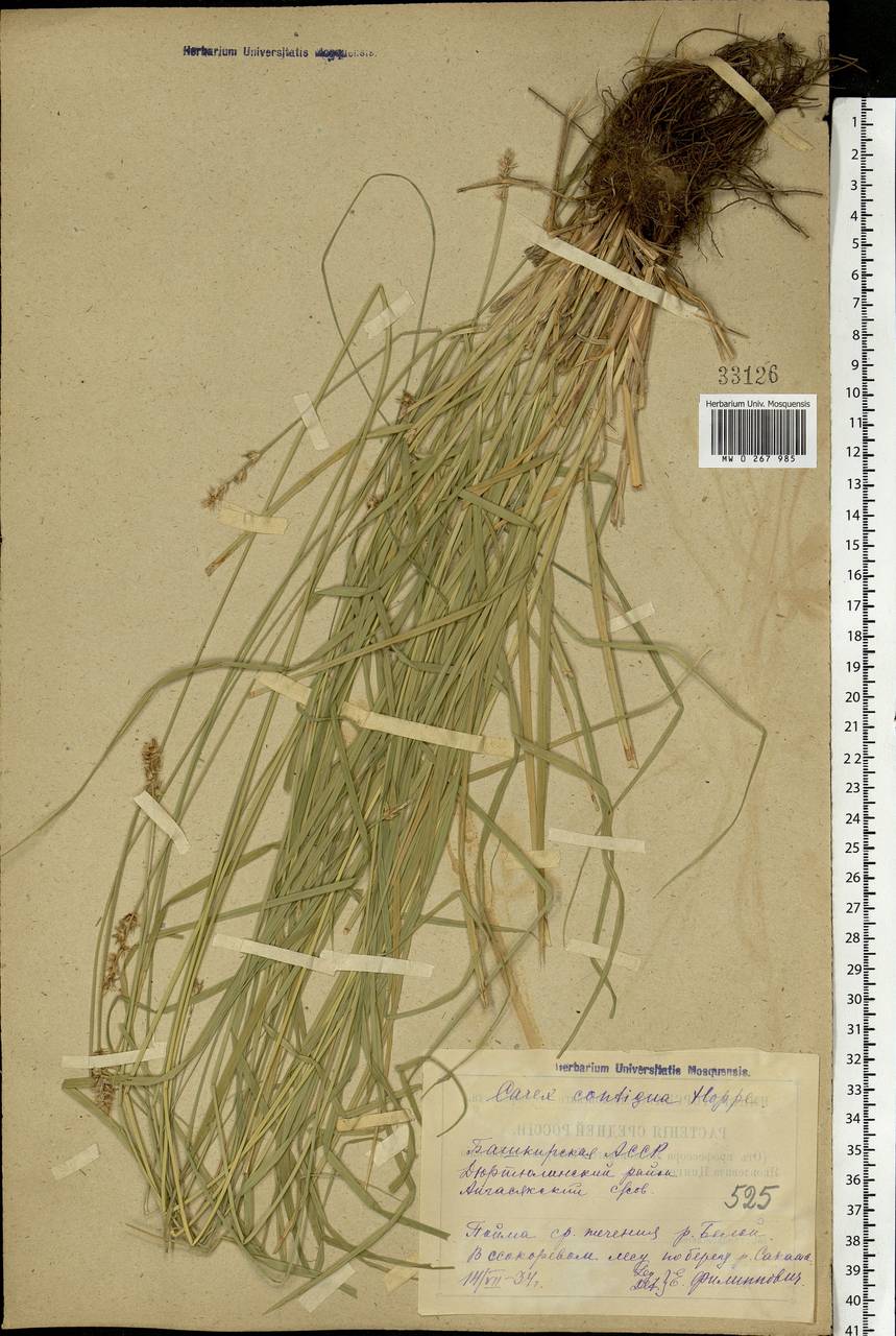Carex spicata subsp. spicata, Eastern Europe, Eastern region (E10) (Russia)