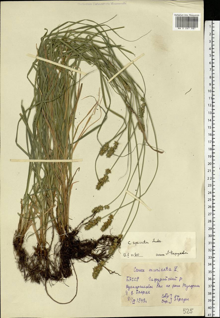 Carex spicata subsp. spicata, Eastern Europe, Eastern region (E10) (Russia)
