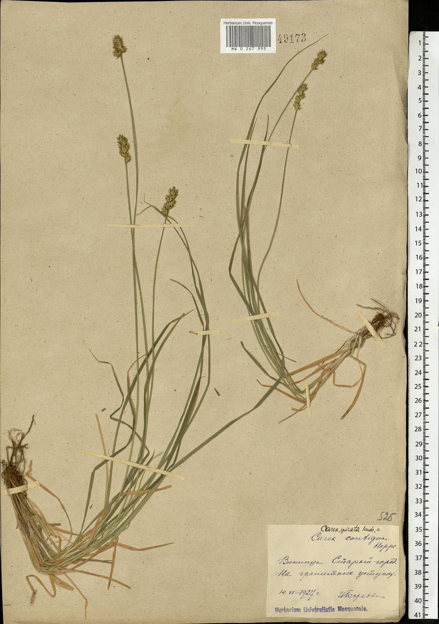 Carex spicata subsp. spicata, Eastern Europe, South Ukrainian region (E12) (Ukraine)