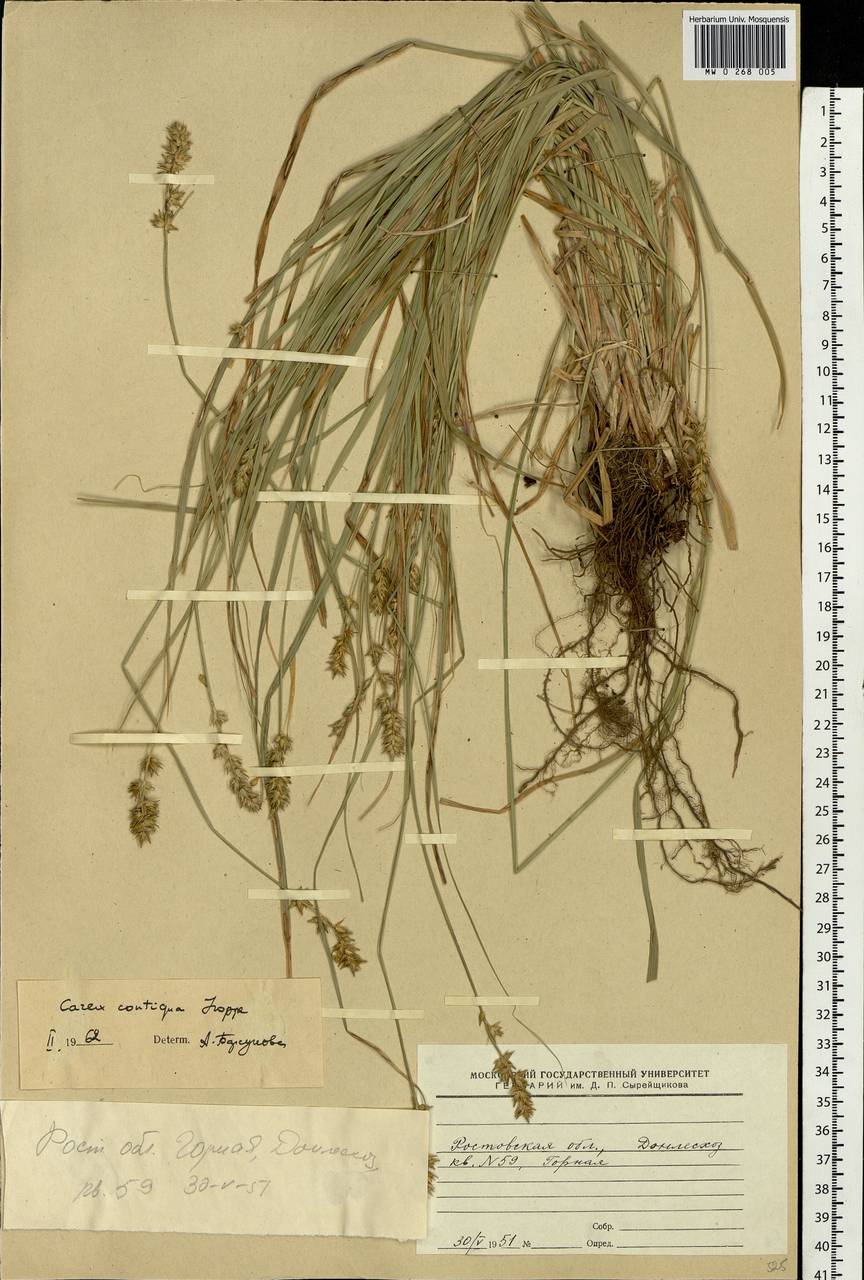 Carex spicata subsp. spicata, Eastern Europe, Rostov Oblast (E12a) (Russia)