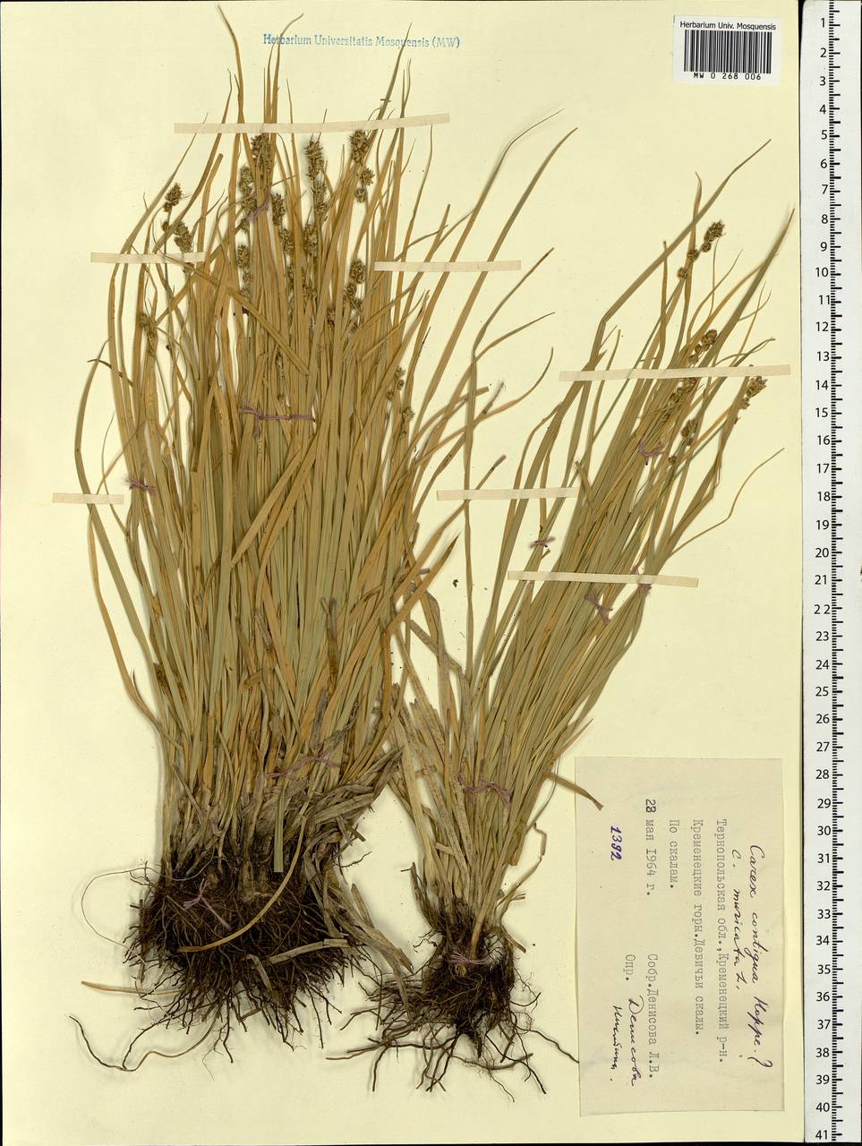 Carex spicata subsp. spicata, Eastern Europe, South Ukrainian region (E12) (Ukraine)