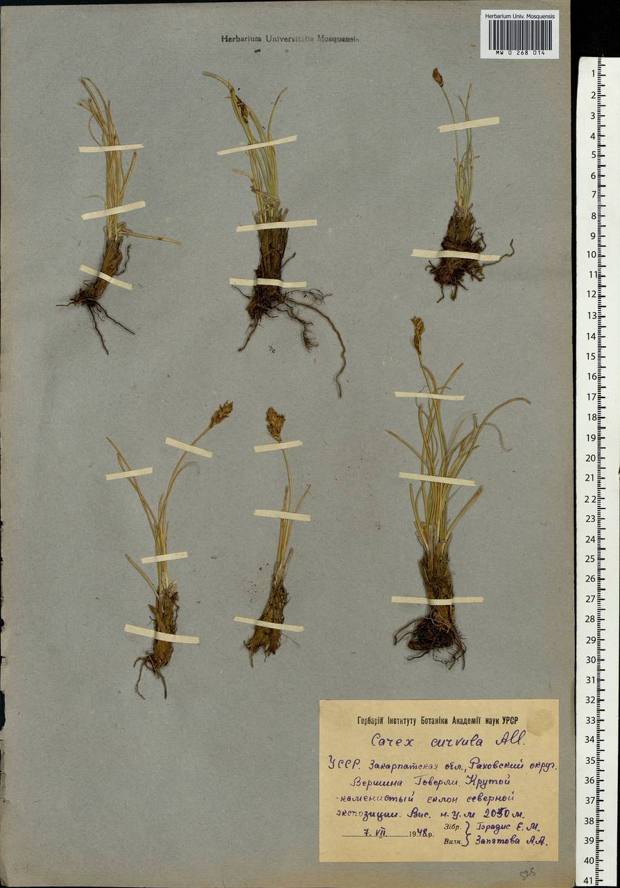 Carex curvula All., Eastern Europe, West Ukrainian region (E13) (Ukraine)