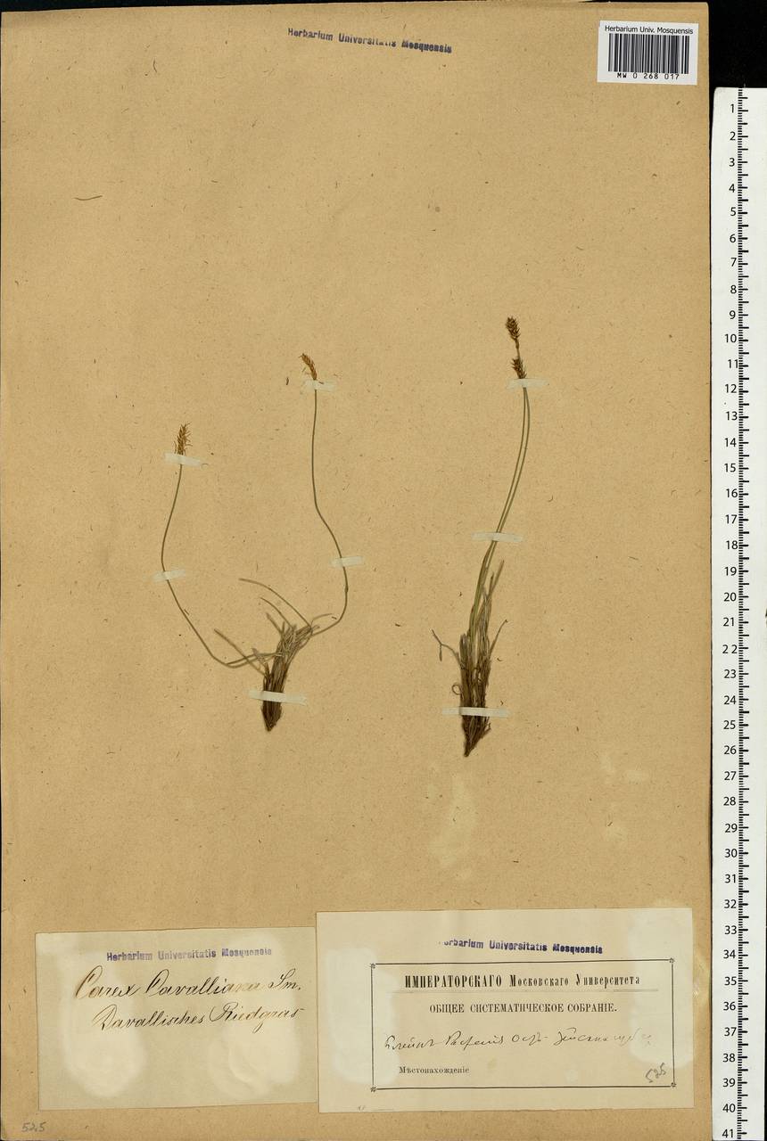 Carex davalliana Sm., Eastern Europe, Latvia (E2b) (Latvia)