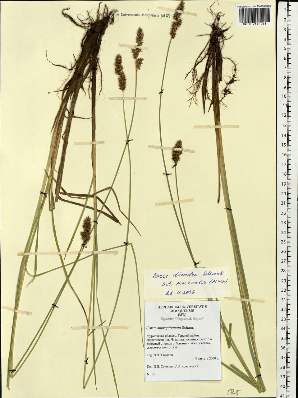 Carex diandra Schrank, Eastern Europe, Northern region (E1) (Russia)