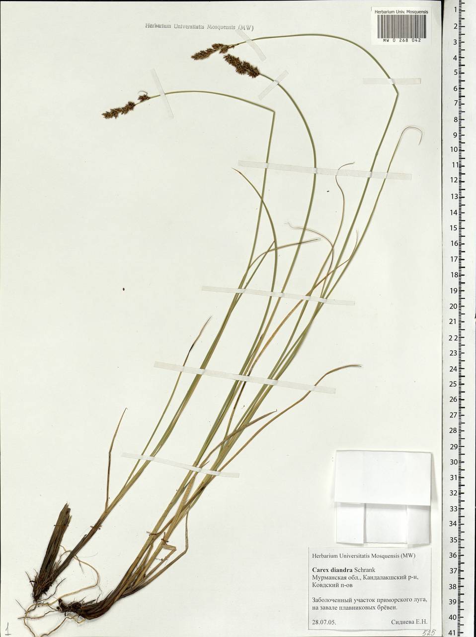 Carex diandra Schrank, Eastern Europe, Northern region (E1) (Russia)