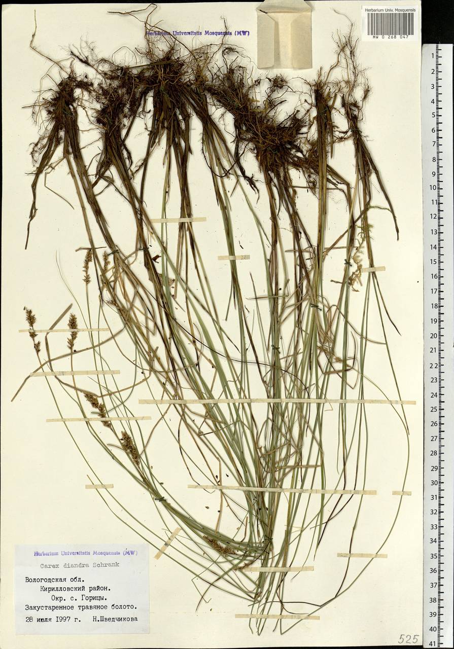 Carex diandra Schrank, Eastern Europe, Northern region (E1) (Russia)