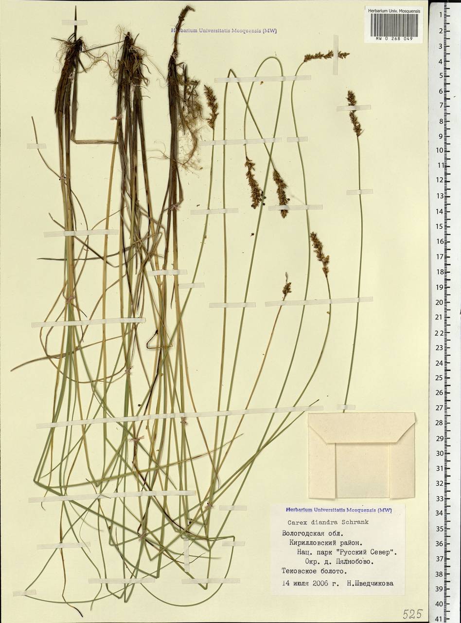 Carex diandra Schrank, Eastern Europe, Northern region (E1) (Russia)