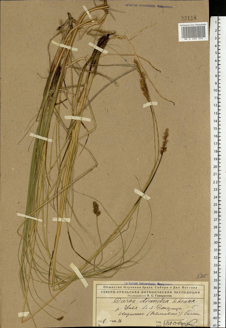 Carex diandra Schrank, Eastern Europe, Northern region (E1) (Russia)