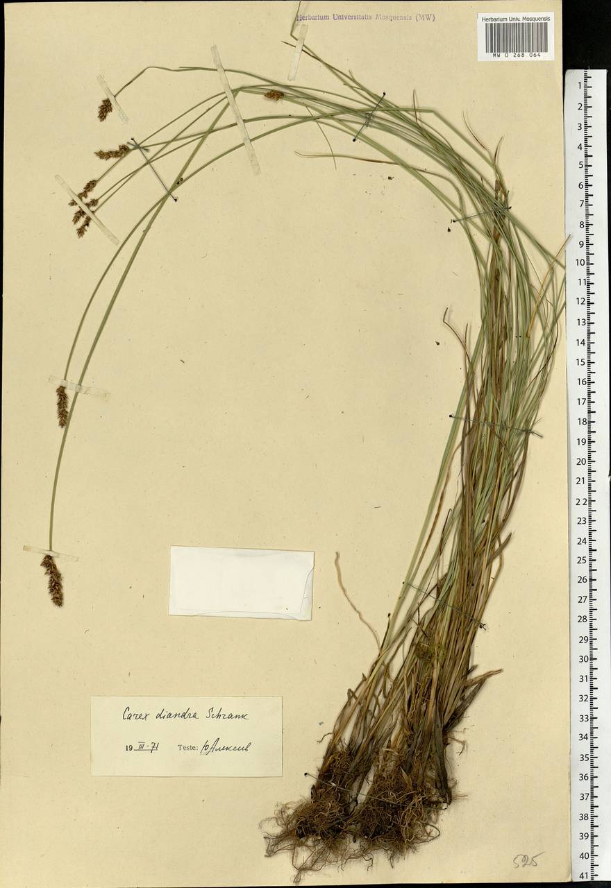 Carex diandra Schrank, Eastern Europe, Northern region (E1) (Russia)