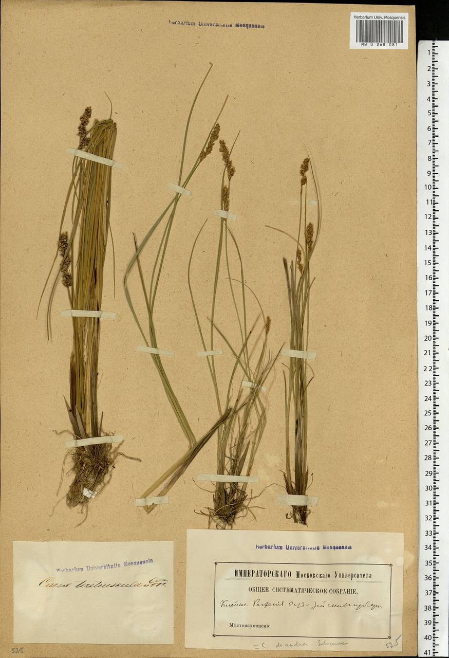 Carex diandra Schrank, Eastern Europe, Latvia (E2b) (Latvia)