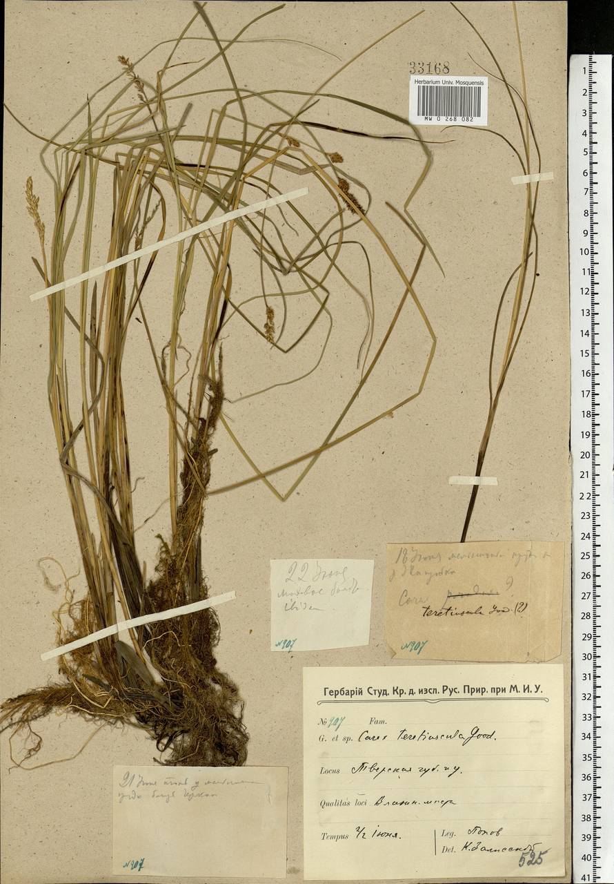 Carex diandra Schrank, Eastern Europe, North-Western region (E2) (Russia)