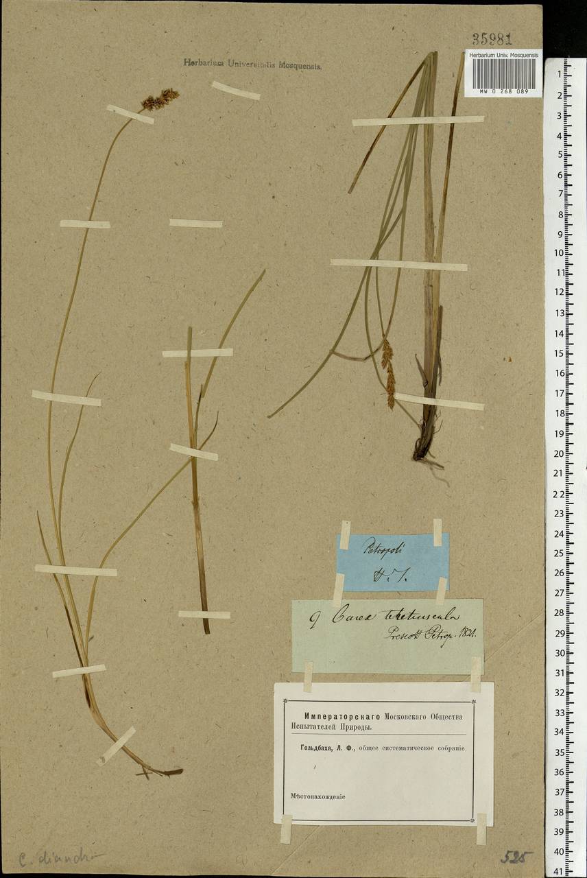 Carex diandra Schrank, Eastern Europe, North-Western region (E2) (Russia)
