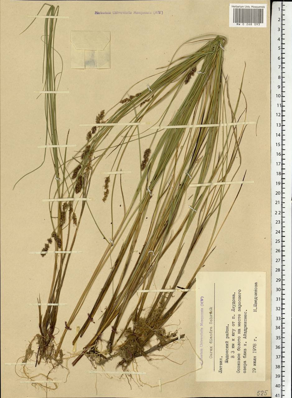 Carex diandra Schrank, Eastern Europe, Latvia (E2b) (Latvia)
