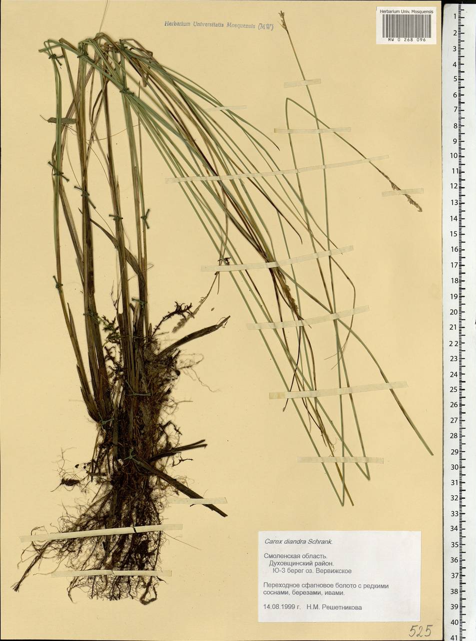 Carex diandra Schrank, Eastern Europe, Western region (E3) (Russia)