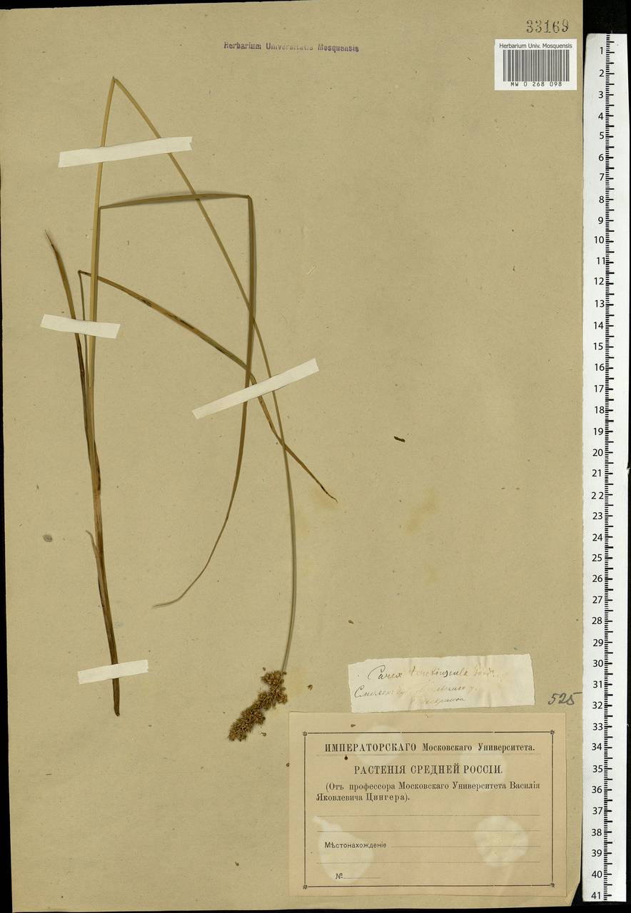 Carex diandra Schrank, Eastern Europe, North-Western region (E2) (Russia)