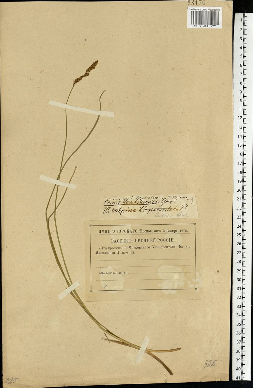 Carex diandra Schrank, Eastern Europe, Western region (E3) (Russia)